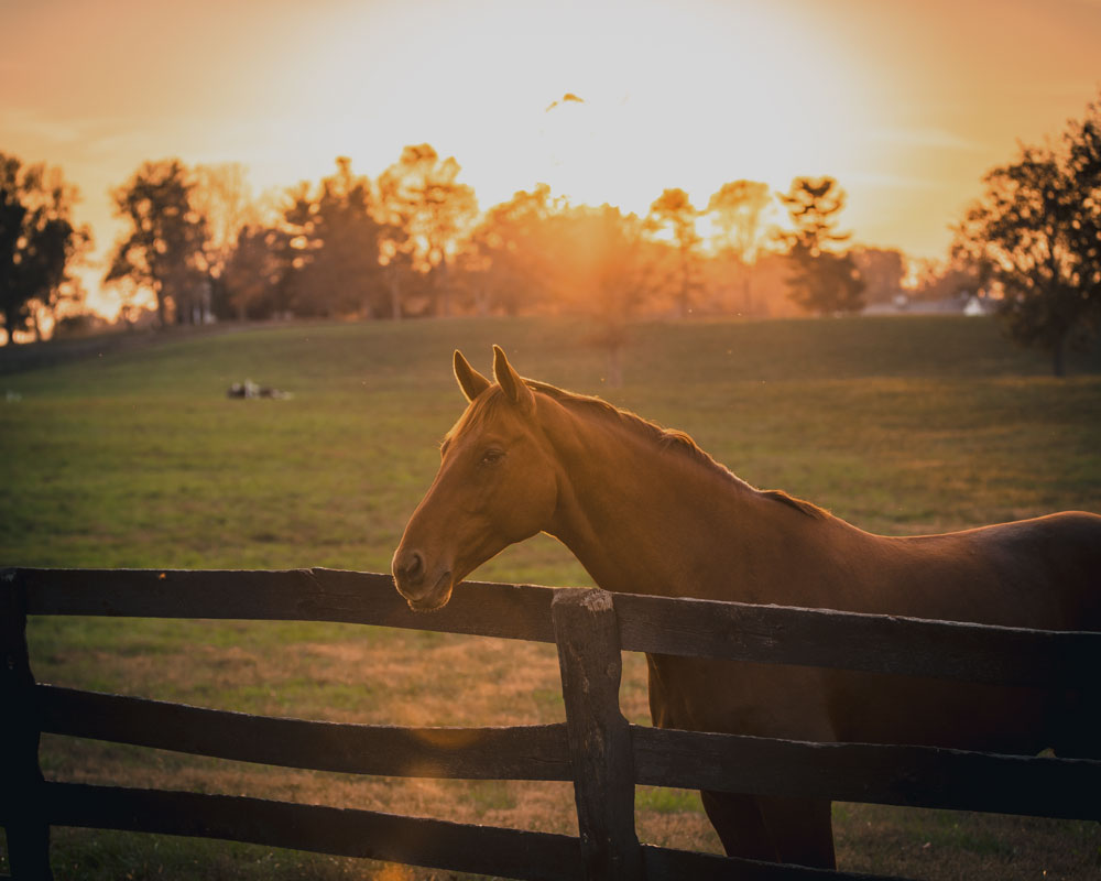 Horse Sunset Middleburg va Visit Middleburg Virginia