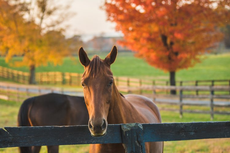 Visit Middleburg Virginia The Nation's Horse and Hunt Capital DC's