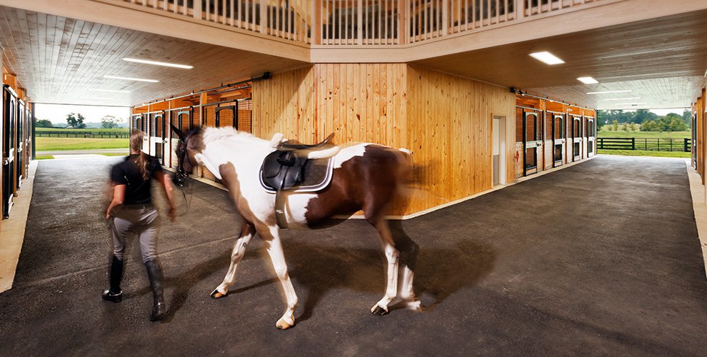 paint horse in boarding stable