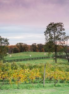 Greenhill Vineyards Middleburg VA