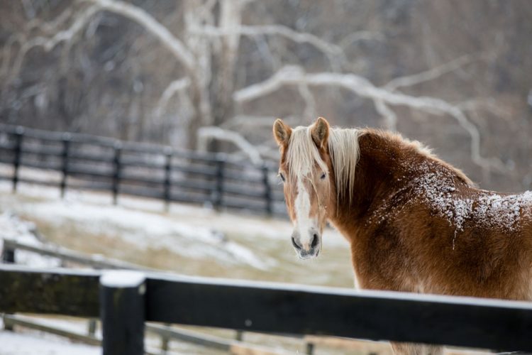 Visit Middleburg Virginia The Nation's Horse and Hunt Capital DC's Wine Country