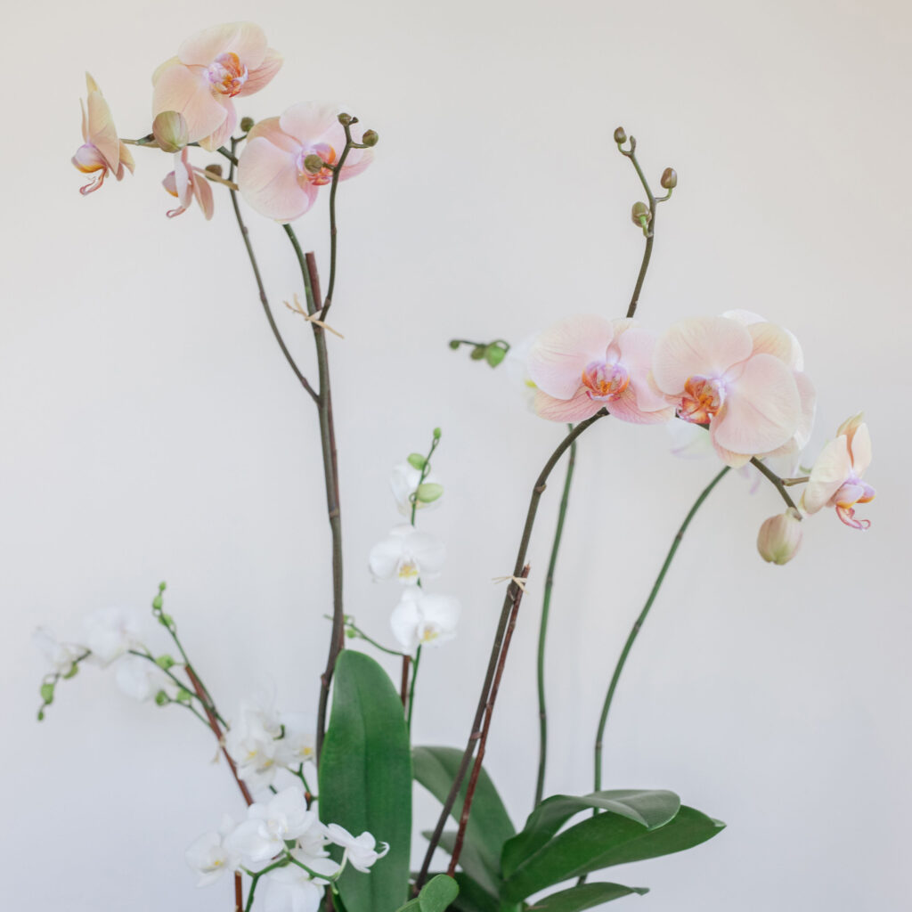 Nature Composed Product Photos