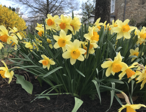 Soar Into April in Middleburg, Virginia