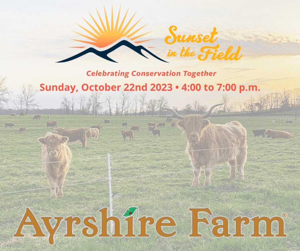 ayrshire farm sheep in field with sunset logo