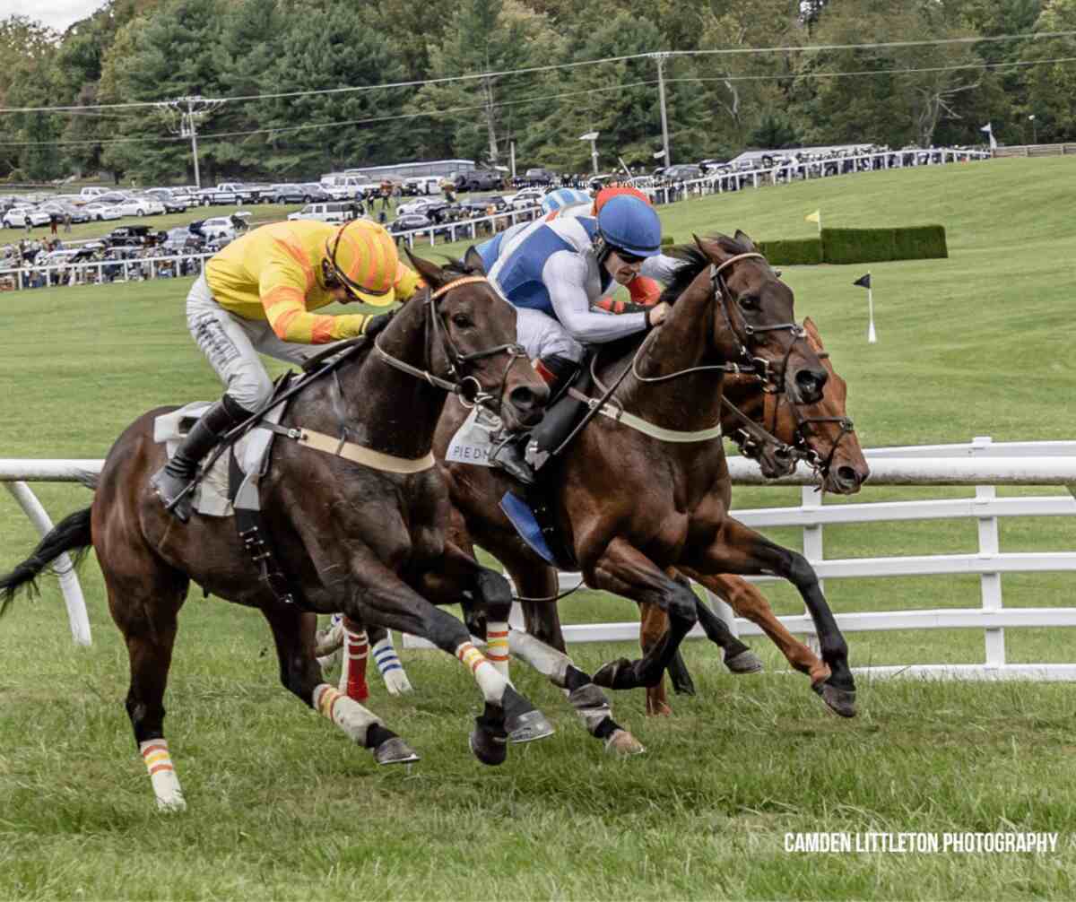 Four horses racing with jockeys in green grass at Virginia Fall Races.