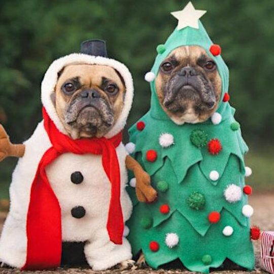 Dickens of a Dog Show Visit Middleburg Virginia