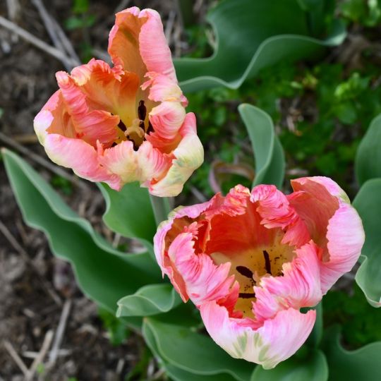 Summer Plant Camp - Visit Middleburg Virginia