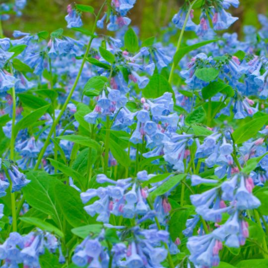 Exploring Native Plants in Loudoun County - Visit Middleburg Virginia