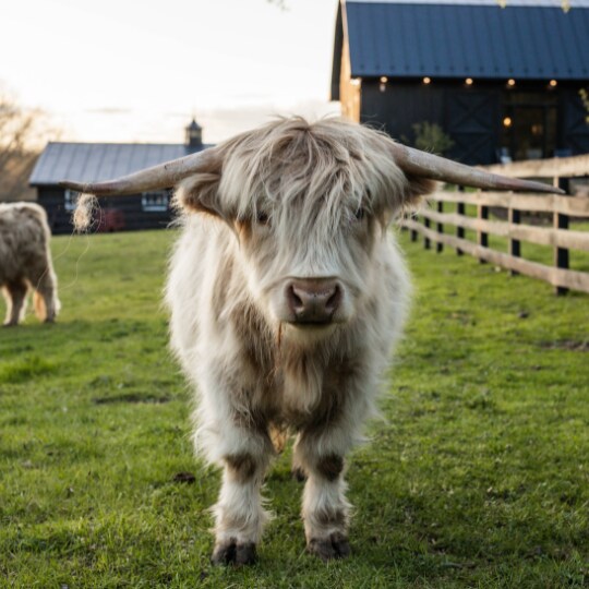 Hairy cow with horns