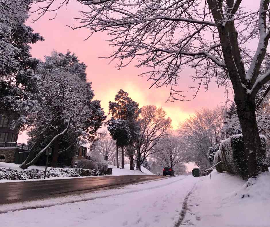 snowy street with trees and bushes at sunset, pink sky