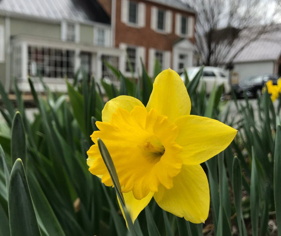 single yellow daffodil in front of shops in Middleburg