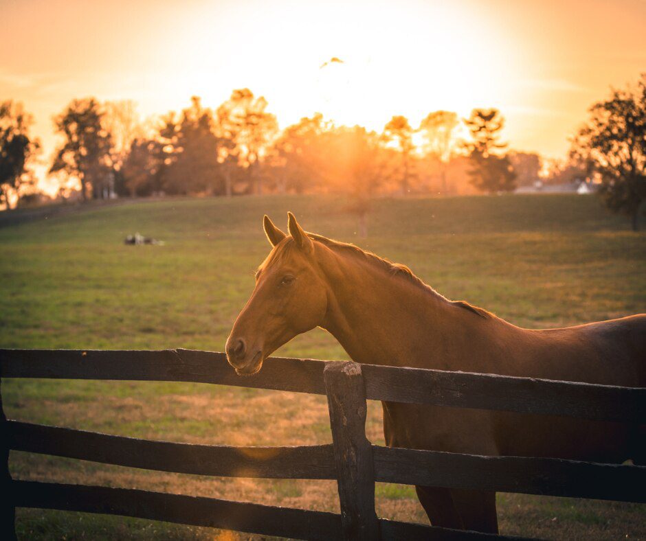 horse in pasture looking over fence at sunset