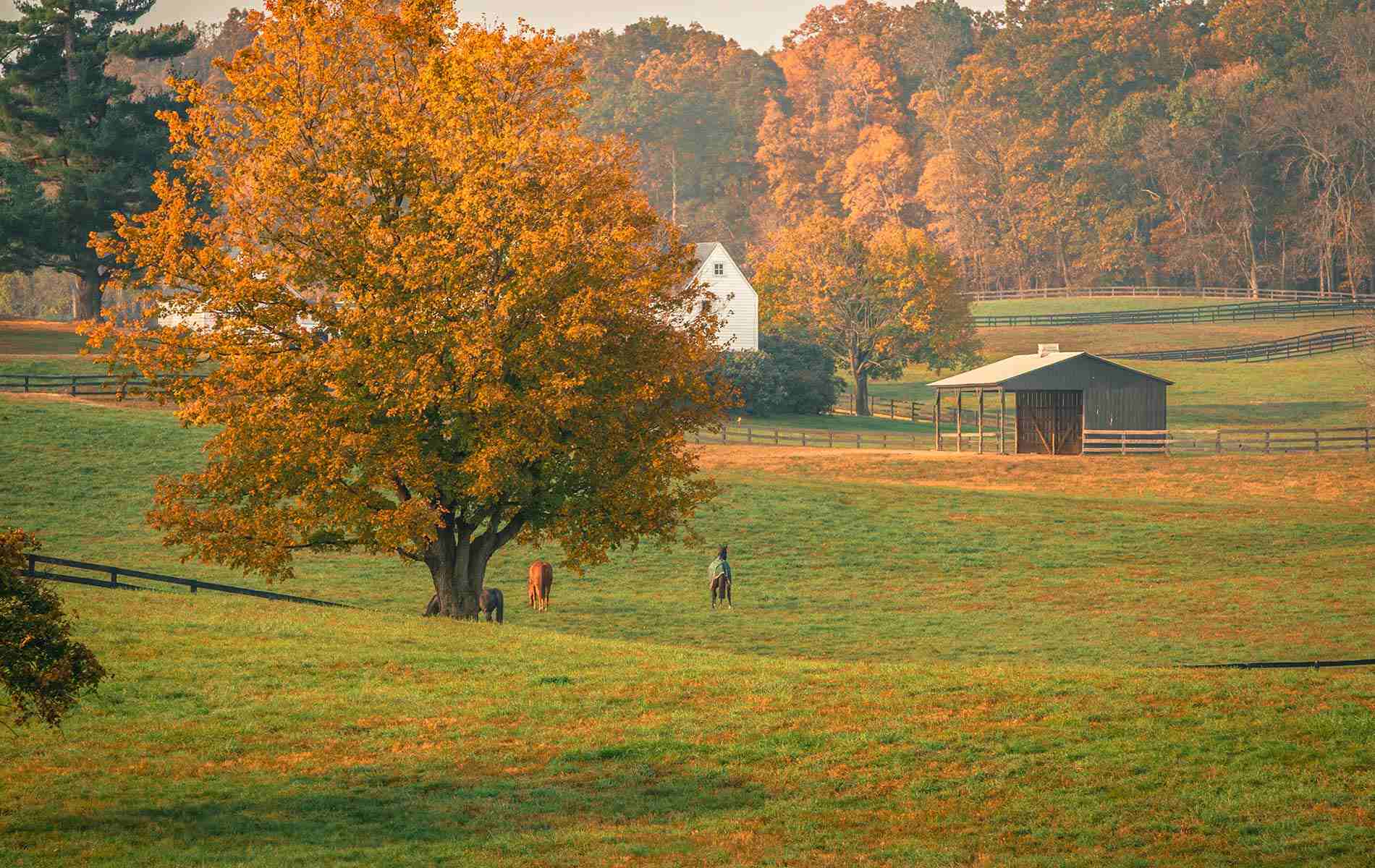 fall middleburg pasture scene with trees and horses
